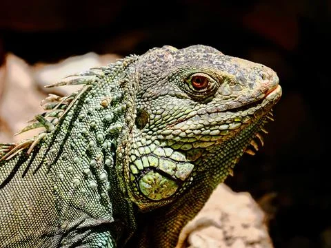 Iguana, a big lizard native to tropical areas of Mexico, Central America an.. Stock Photos