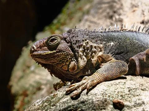 Iguana, a big lizard native to tropical areas of Mexico, Central America an.. Stock Photos