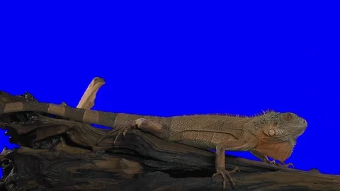 Iguana on Blue Screen. Green Screen Effect Vidéo 84513210