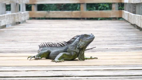 Iguana on Boardwalk Stock Footage 318315129