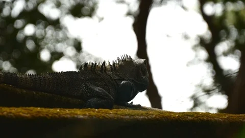 Iguana bored Stock Footage 126790829