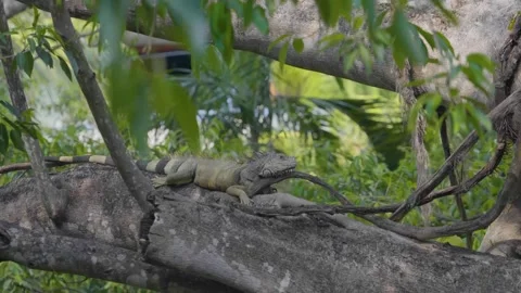 Iguana on branch. 4k Stock Footage 246430844