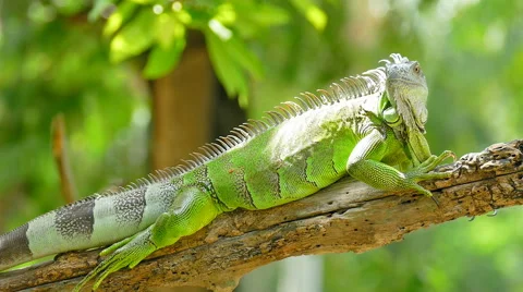 Iguana on branch Stock Footage 53865804