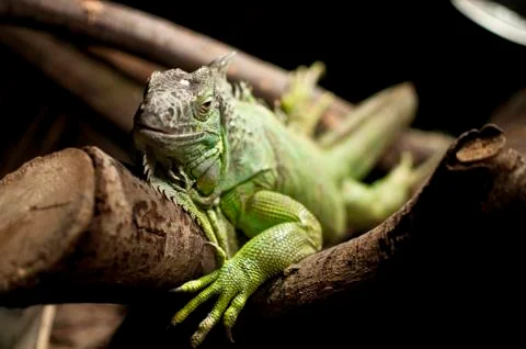 Iguana on a branch I. Stock Photos