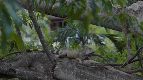 Iguana-on branch in slow motion Stock Footage 246430849