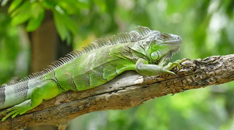Iguana on branch of tree Stock Footage 53861115