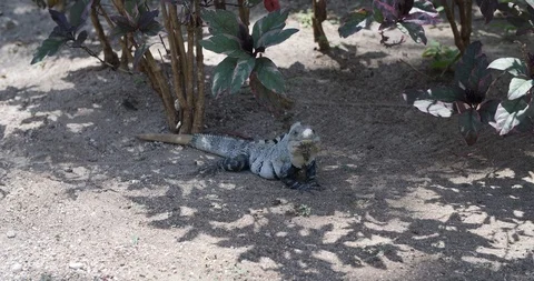 Iguana in the bushes Video stock 95448190