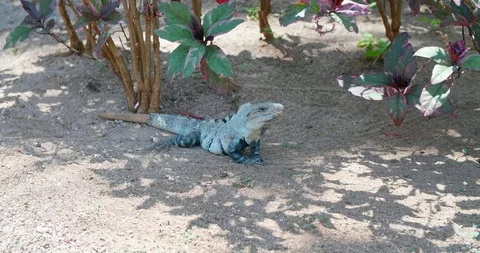 Iguana in the bushes Stock Footage 95448194