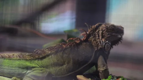 Iguana in cage 스톡 동영상 138821480