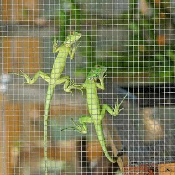Iguana in the cage Stock Photos