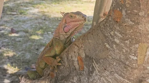 Iguana camouflaged against light tree bark in a tropical outdoor scene, showing Stock Footage 341994802