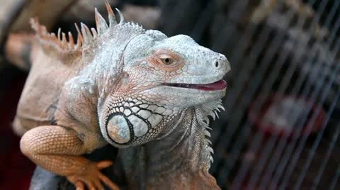 Iguana Chillaxing Stock Footage 12604629