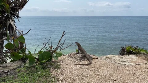 Iguana chilling at the Tulum Archeological Zone in Quintana Roo, Mexico Stock Footage 278167085