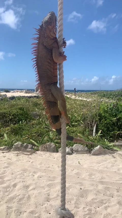 Iguana climbing rope Video stock 220637767