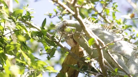 Iguana climbing tree Stock Footage 1000555