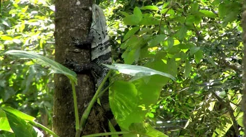 Iguana climbing tree Vidéo 8838732