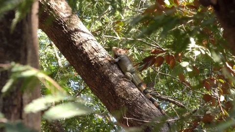 Iguana Climbing Up A Tree Stock Footage 107609104