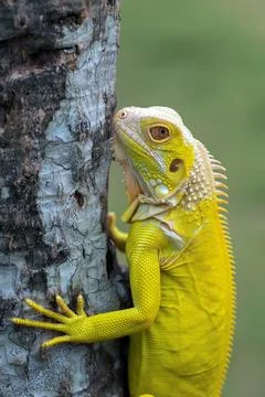 An iguana climbing a tree Stock Photos