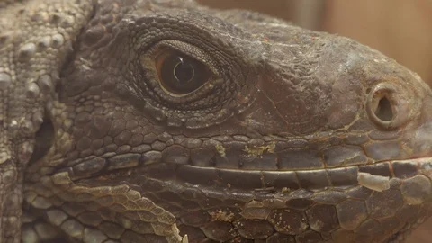 Iguana Close-Up. 4k Stock Footage 92410502