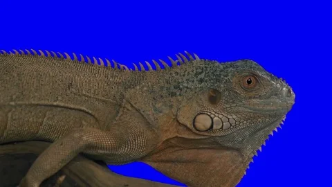 Iguana Close Up Blue Screen. Green Screen Effect Vidéo 84513758