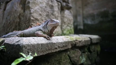 Iguana close up dolly shot Stock Footage 81296089