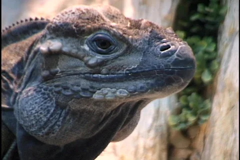 Iguana Close Up Stock Footage 297745
