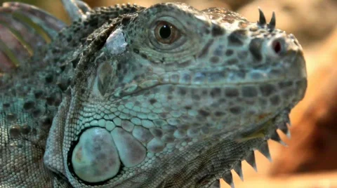 Iguana - close up Stock-Footage 457284