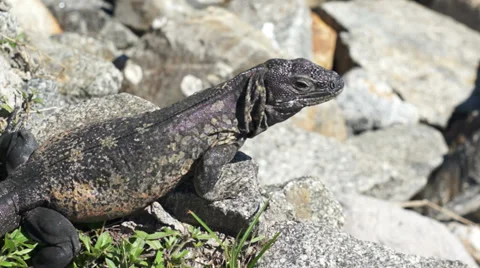 Iguana Close Up Stock Footage 33687723