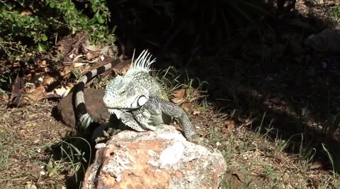 Iguana Close up 스톡 동영상 44359802