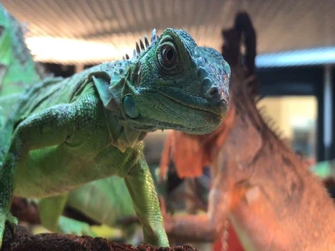 Iguana up close Stock Footage 74018403