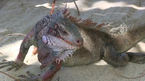 Iguana Close Up Stock Footage 76912539