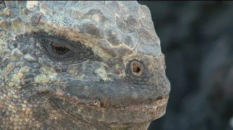 Iguana Close-up, Galapagos  Stock Footage 2832201