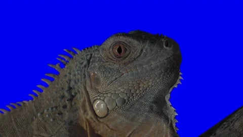 Iguana Close Up Green Screen Effect 스톡 동영상 83745965