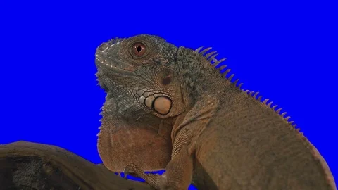 Iguana Close Up Green Screen Effect Vidéo 84510622