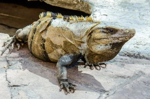 Iguana close up in the ground 스톡 사진