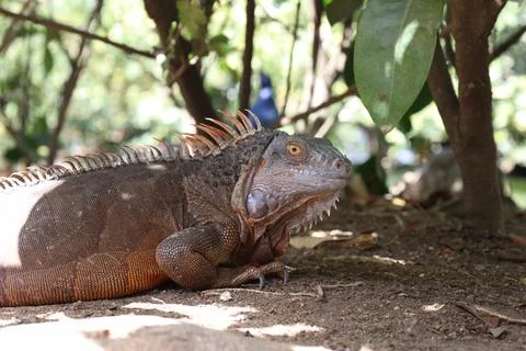 Iguana close up looking at the camera Stock Photos