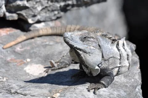 Iguana close up in mexico Foto stock