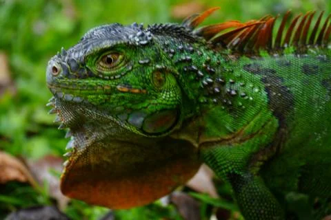Iguana close up Stock Photos
