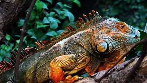  Iguana Close Up Portrait Video stock 323142528