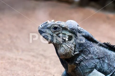 Iguana close up portrait wildlife nature Stock Photos