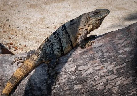 Iguana close-up on a tree Stock Photos