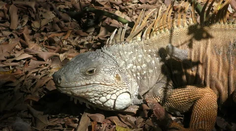 Iguana closeup 4K Video stock 51799959