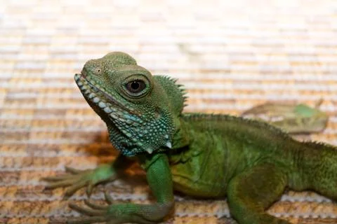 Iguana closeup Stock Photos