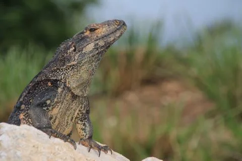 Iguana closeup Stock Photos