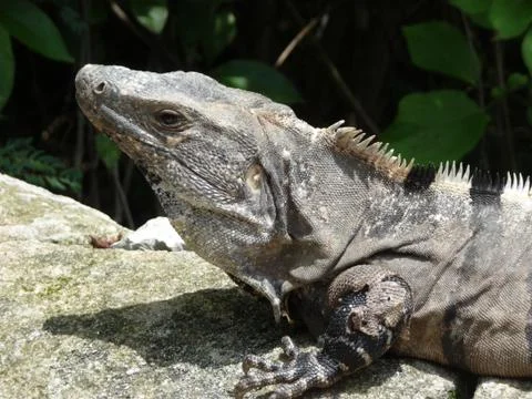 Iguana closeup Stock Photos
