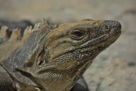 Iguana closeup Stock Photos