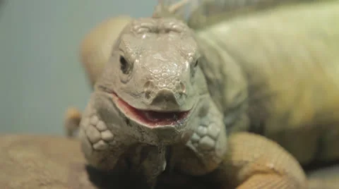 Iguana considers then wanders on Stock-Footage 24631690