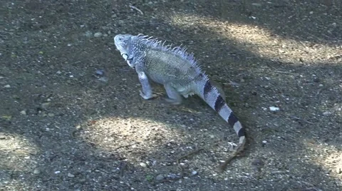 Iguana Crawling along Stock Footage 44359528