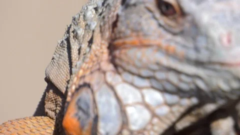 Iguana crawling and hunting for bugs with tongue Stock Footage 86206708