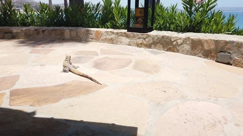 An Iguana crawling on the floor. Stock Footage 114336521